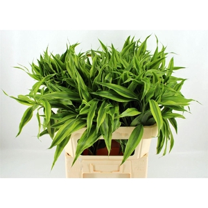 Drac Sand Gold Top 72cm