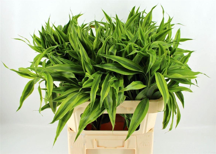 <h4>Drac Sand Gold Top 72cm</h4>