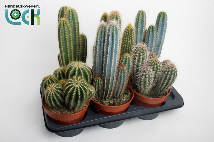 <h4>CACTUS GEM 3 SRT</h4>