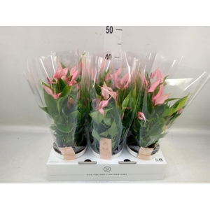 Anthurium andr. 'Lilli'