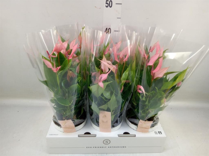 <h4>Anthurium andr. 'Lilli'</h4>