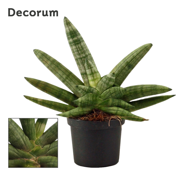 <h4>Sansevieria Double Boncellensis 9 cm (Decorum)</h4>