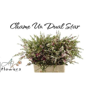 Chame Un Dual Star