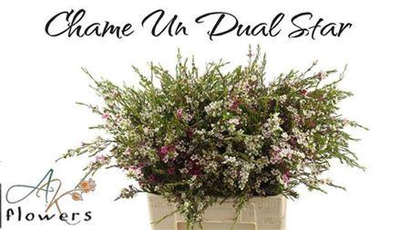 <h4>Chame Un Dual Star</h4>