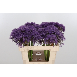 Allium Jackpot