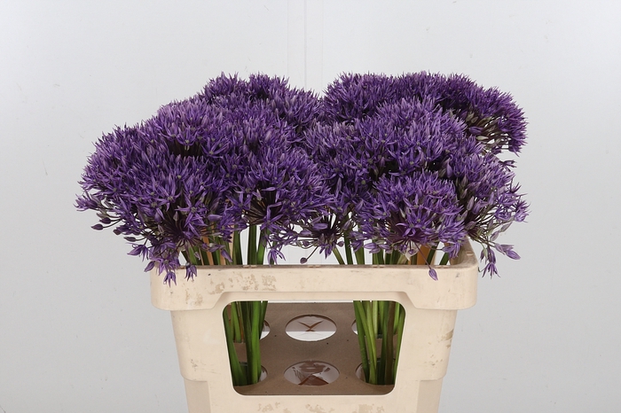 <h4>Allium Jackpot</h4>
