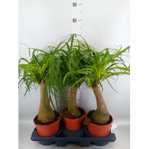 Beaucarnea recurvata