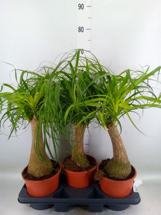 <h4>Beaucarnea recurvata</h4>