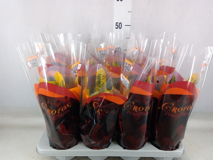 <h4>Codiaeum var. GR 'Petra'</h4>
