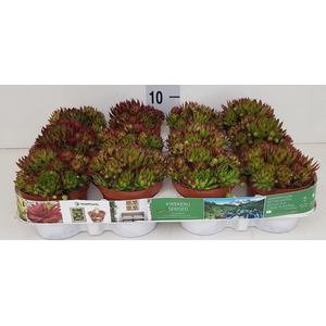 Sempervivum   ...