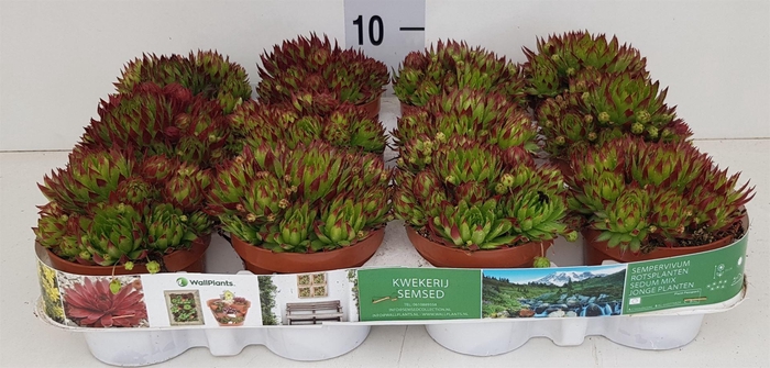 <h4>Sempervivum   ...</h4>