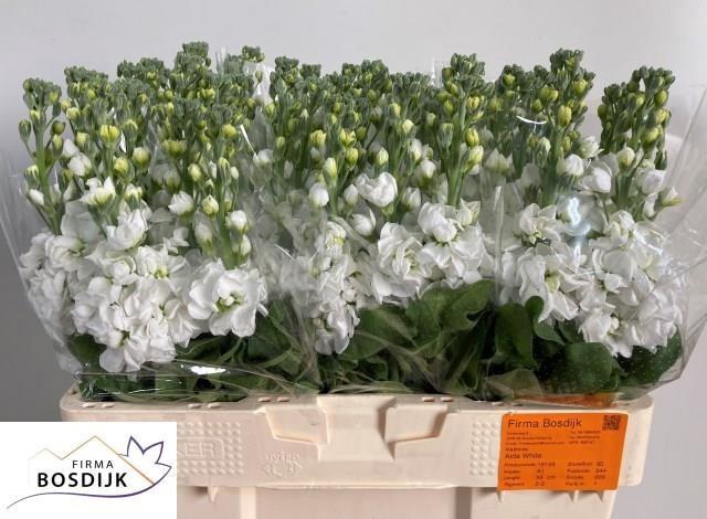 <h4>MATTH AIDA WHITE</h4>