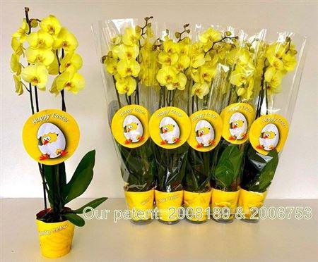<h4>Phal ** Paint ** Geel 2 Branches 18+</h4>