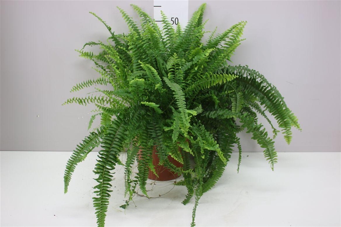 <h4>Nephrolepis Ex Green Lady</h4>