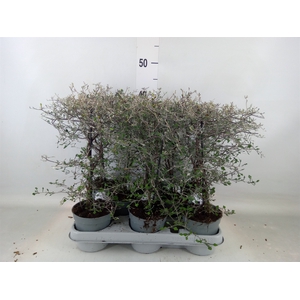 Corokia cotoneaster