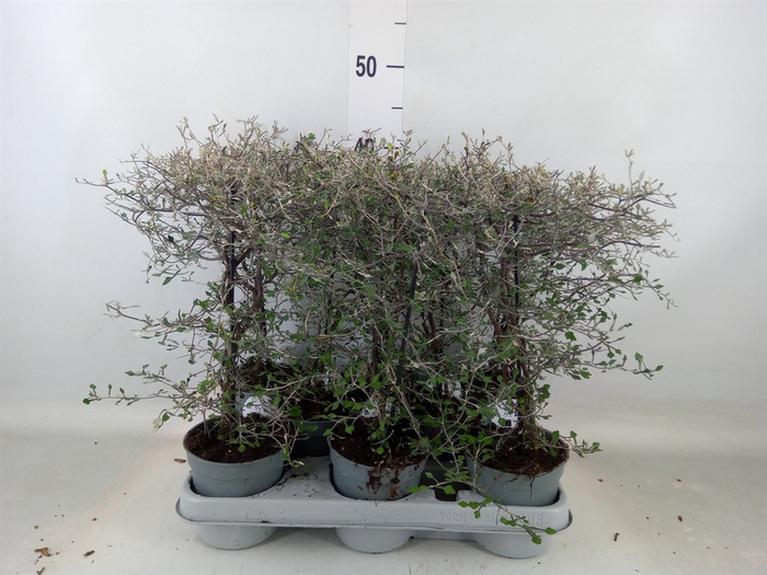 <h4>Corokia cotoneaster</h4>