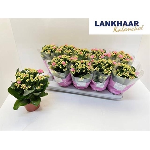 KAL GE PERFECTA PINK