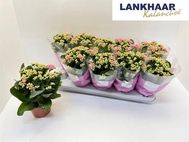 <h4>KAL GE PERFECTA PINK</h4>