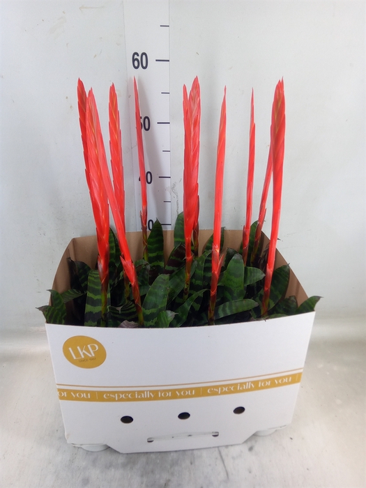 <h4>Vriesea  'Era'</h4>