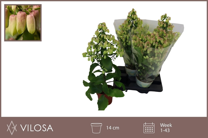 <h4>KAL MAGIC BELLS</h4>