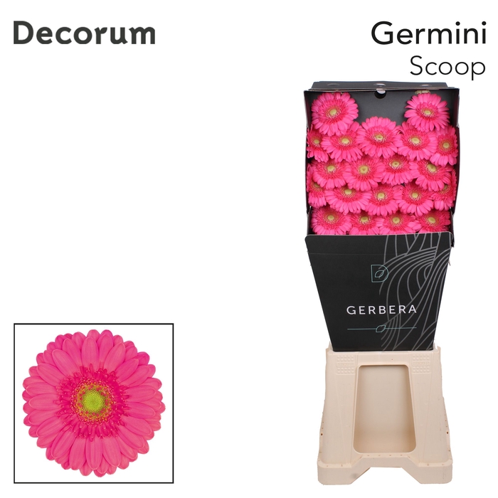 <h4>Germini Scoop Diamond</h4>