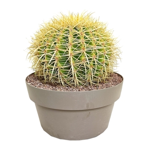 ECHINOCACTUS GRUSONII - POT Ø 30 (CACTUS)