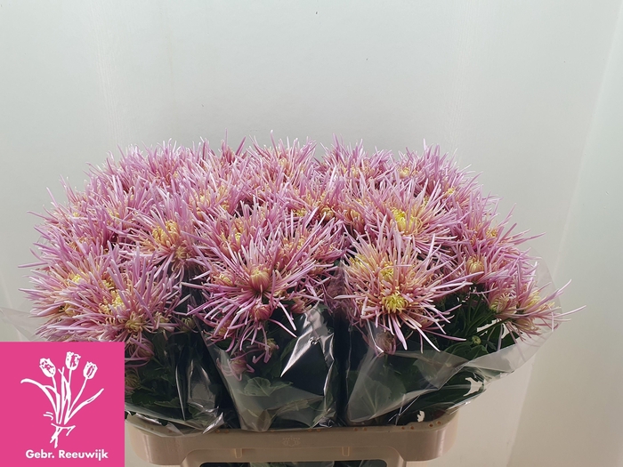 <h4>CHR T PINK SPIDER</h4>