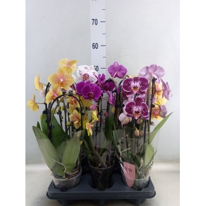 Phalaenopsis   ...mix