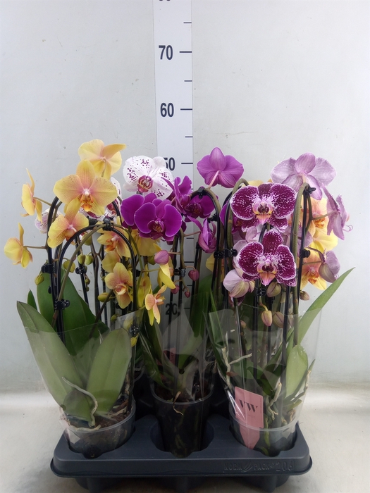 <h4>Phalaenopsis   ...mix</h4>