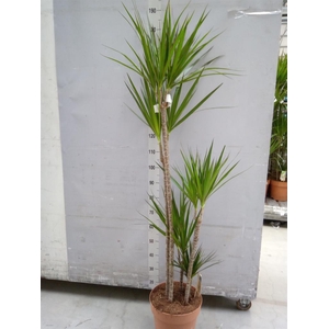 Dracaena marg.