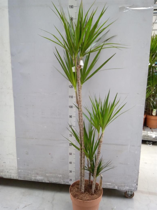 <h4>Dracaena marg.</h4>