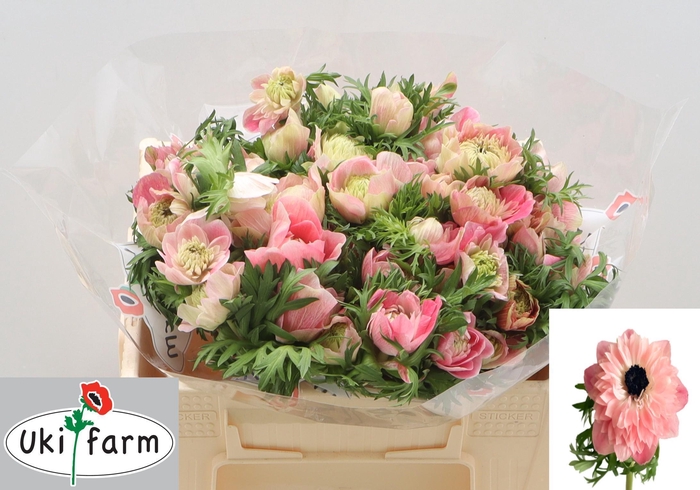 <h4>ANEM CO LEVAN ROSA</h4>