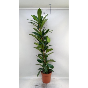 Ficus   ...