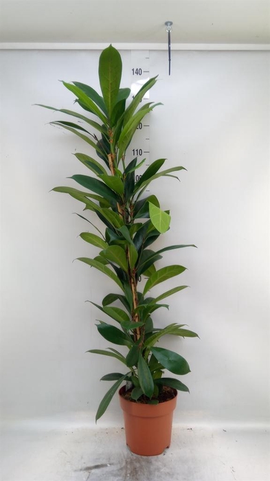 <h4>Ficus   ...</h4>