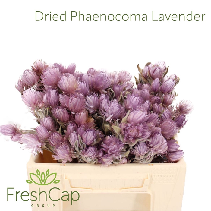<h4>Dried Phaenocoma Lavender</h4>