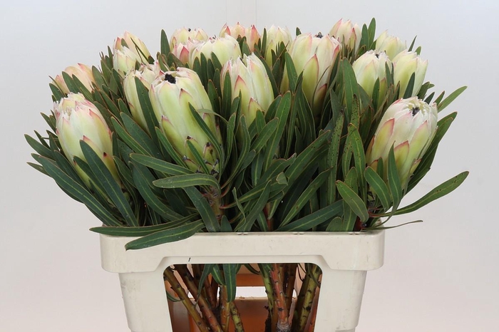 <h4>Protea White Night</h4>