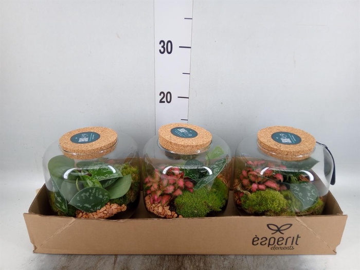 <h4>Arr.    Planten  H%</h4>