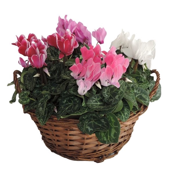 <h4>Cyclamen Super Serie Carnaval Mand Hanoi 25 cm</h4>