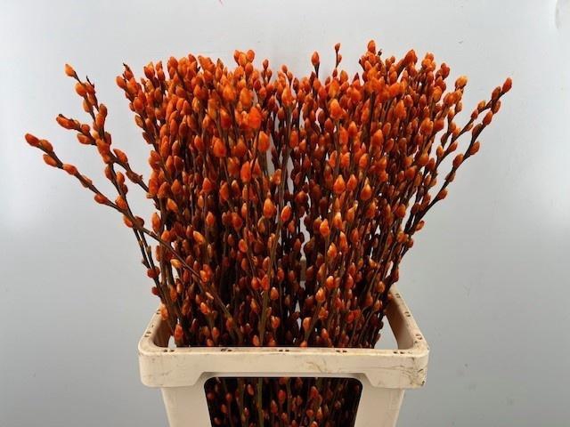 <h4>SALIX OV KLB H%</h4>