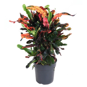 Codiaeum Mammi vertakt P21