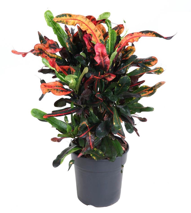 <h4>Codiaeum Mammi vertakt P21</h4>