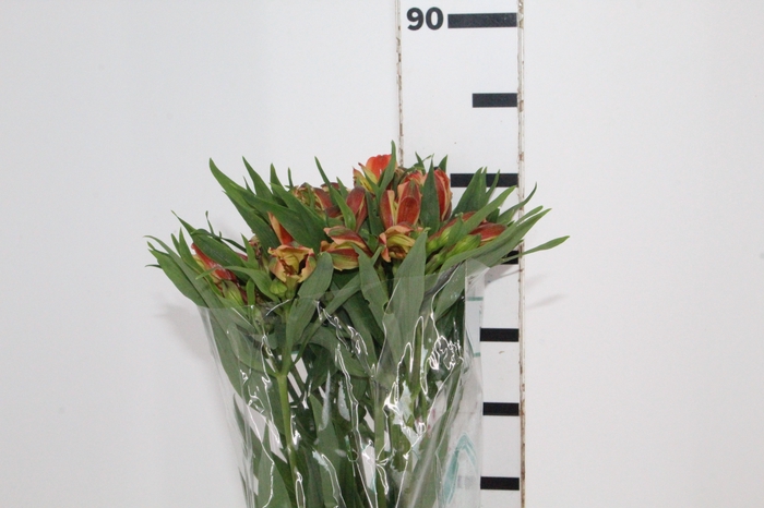 <h4>ALSTROEMERIA CHEERIO 080 CM</h4>