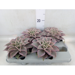 Echeveria   ...