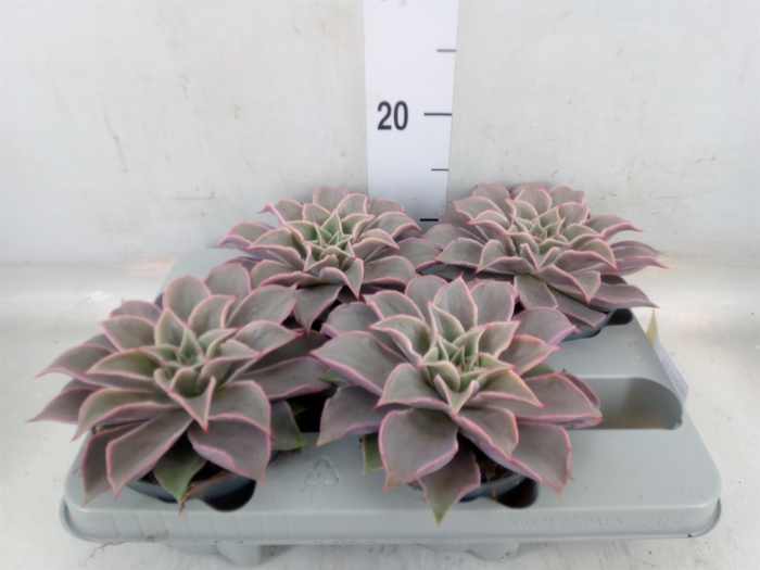 <h4>Echeveria   ...</h4>