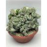 <h4>256 Lactea cristaat 23 cm 1 stek/pot</h4>