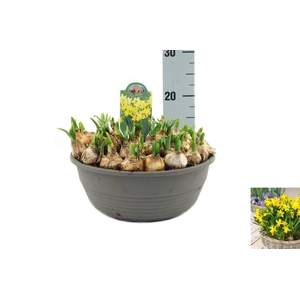 Narcissus Tete a Tete