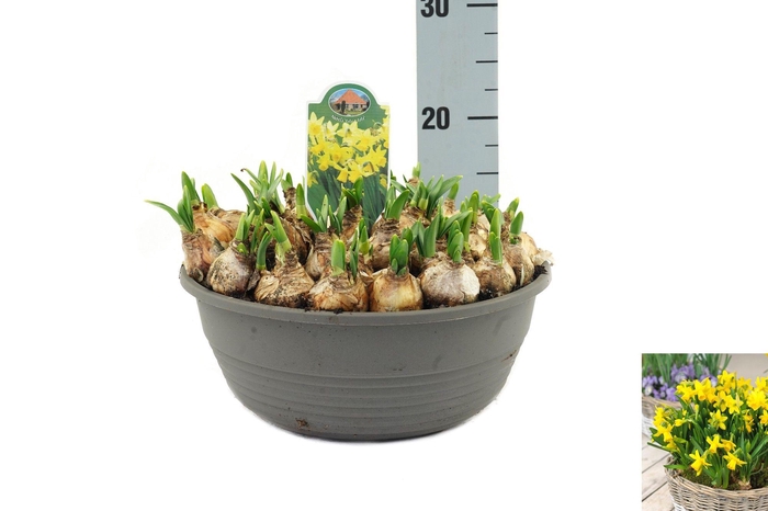 <h4>Narcissus Tete a Tete</h4>