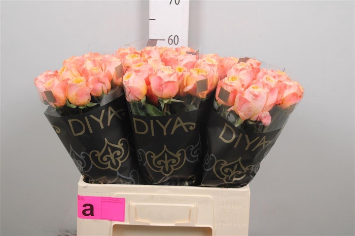 <h4>R Gr Imagine+</h4>