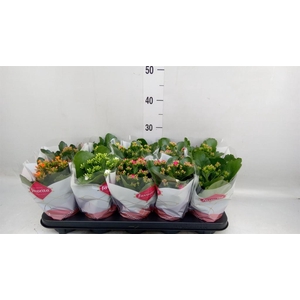 Kalanchoe blos.   ..mix 6