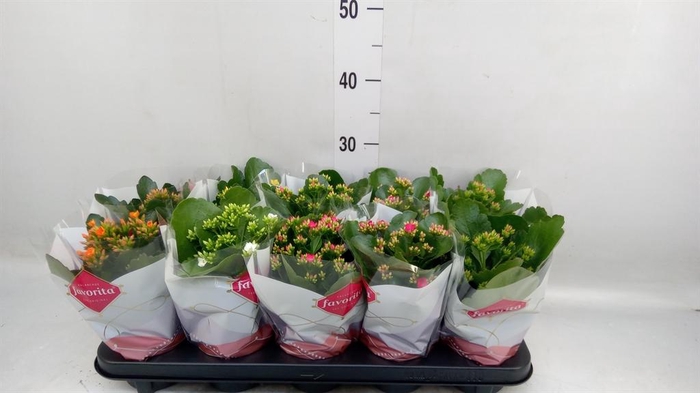 <h4>Kalanchoe blos.   ..mix 6</h4>
